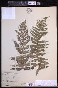 Polystichum setiferum image