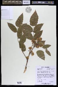 Mahonia aquifolium image