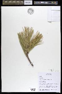 Pinus rigida image