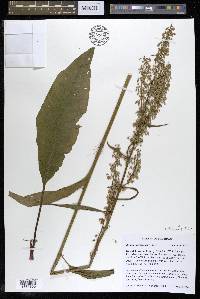 Rumex orbiculatus image