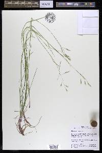 Danthonia compressa image