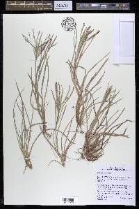 Chloris verticillata image