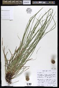 Carex jamesii image