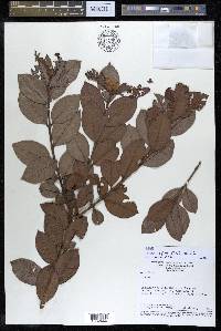 Psidium rufum image