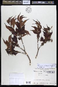Calycolpus moritzianus image