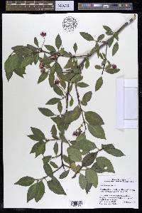 Euonymus europaeus image