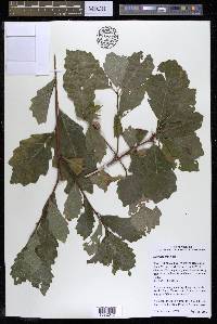 Quercus prinoides image