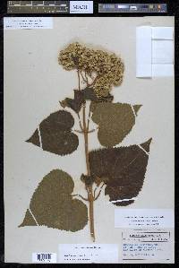 Hebeclinium macrophyllum image