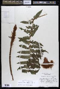 Megalastrum galeottii image