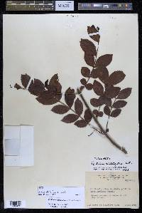 Psidium striatulum image