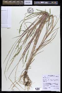 Eriochloa contracta image