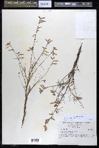 Castilleja aurea image