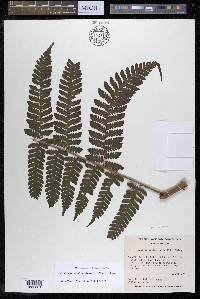 Megalastrum galeottii image