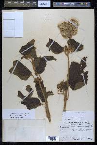 Hebeclinium macrophyllum image