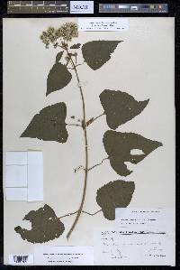 Hebeclinium macrophyllum image