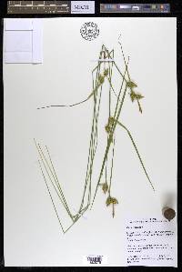 Carex cryptolepis image