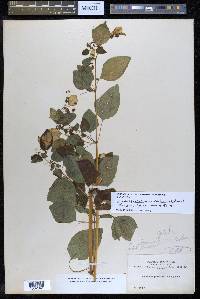 Colignonia glomerata image