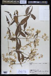 Gomphrena vaga image