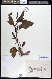 Rumex obtusifolius image