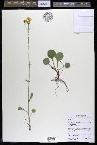 Packera obovata image