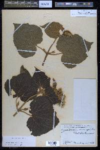 Hebeclinium macrophyllum image