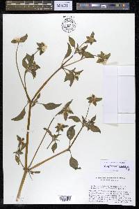 Gomphrena martiana image