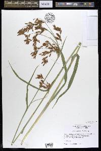 Scirpus pendulus image