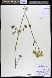 Packera glabella image