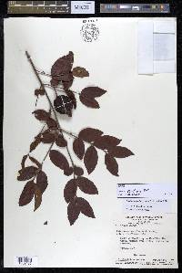 Psidium striatulum image