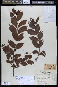 Psidium striatulum image