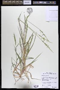 Eriochloa contracta image