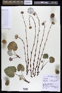 Tussilago farfara image