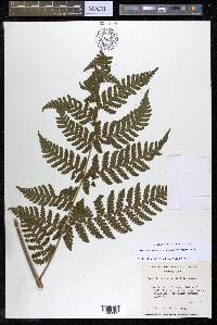 Megalastrum galeottii image