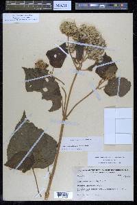 Hebeclinium macrophyllum image