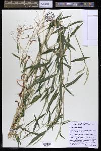 Microstegium vimineum image