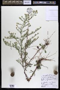 Symphyotrichum pilosum var. pilosum image