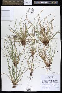 Carex timida image