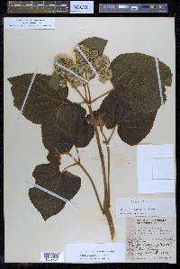 Hebeclinium macrophyllum image