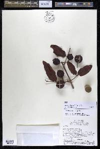 Psidium striatulum image