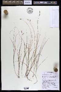 Bouteloua dactyloides image