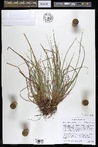 Carex willdenowii image