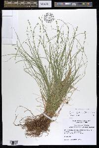 Carex radiata image