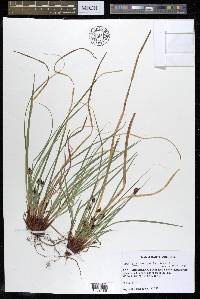 Carex nigromarginata image