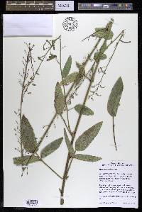 Desmodium illinoense image