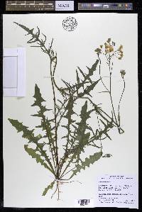 Crepis tectorum image