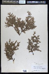 Thuja occidentalis image
