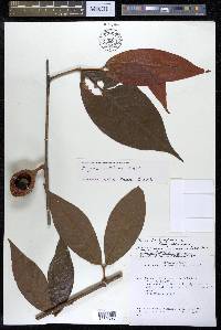 Eugenia latifolia image