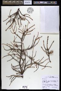 Picea mariana image