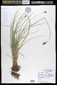 Carex spicata image