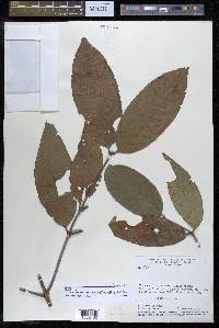 Cheiloclinium cognatum image